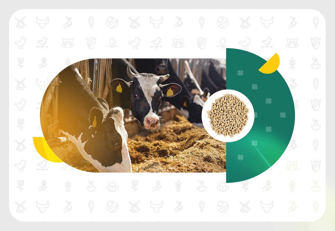 کنسانتره دام سنگین